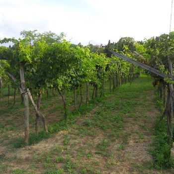 Appartamento Soncne Terase Pirano